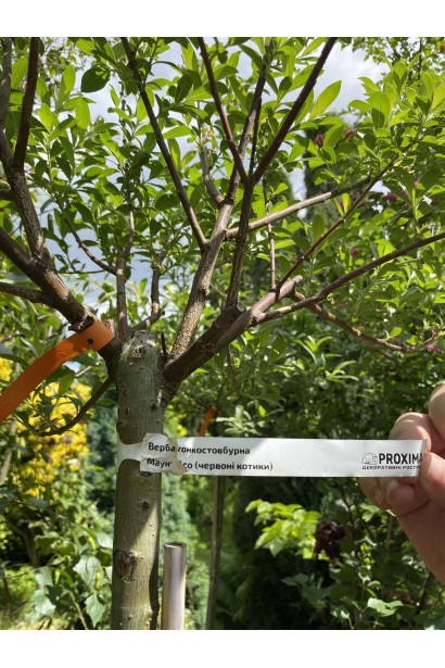 Верба тонкостовбурова Маунт Асо на штамбі крона